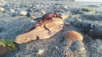 Free Photo of crab, animal, beach