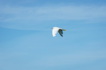 Free Photo of crane, bird, flying