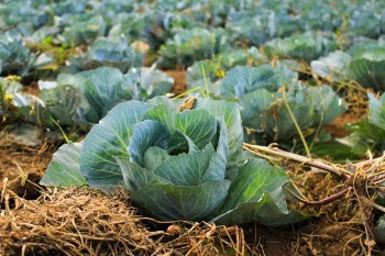 Free Photo of crops, field, green