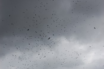 Free Photo of crow, cloudy, sky