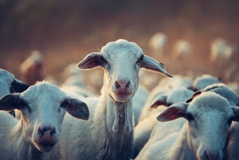 Free Photo of curious, goat, farm