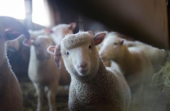 Free Photo of curious, sheep, farm