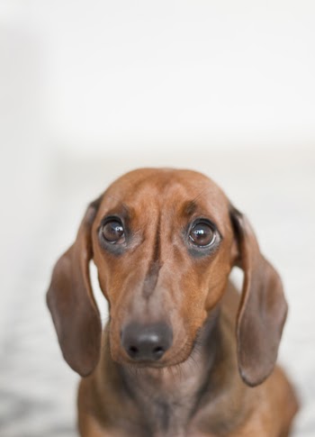 Free Photo of dachshund, dog, animal