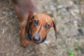 Free Photo of dachshund, dog, cute
