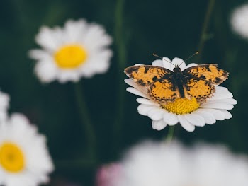 Free Photo of daisy, daisies, flowers
