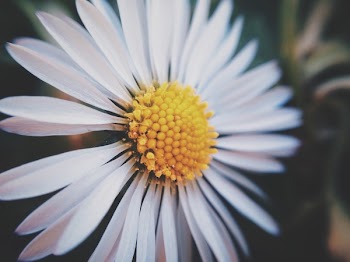 Free Photo of daisy, flower, nature