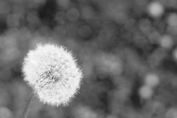 Free Photo of dandelion, flower, light