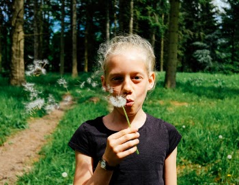 Free Photo of dandelion, flower, plant