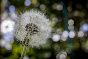 Free Photo of dandelion, flower, plant