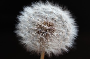 Free Photo of dandelion, flower, plant