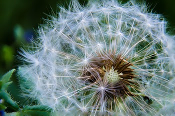 Free Photo of dandelion, flower, plant