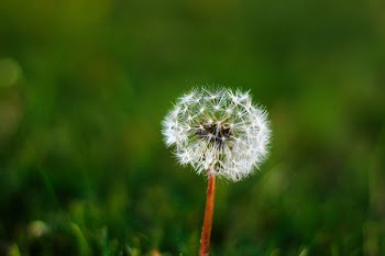 Free Photo of dandelion, grass, green