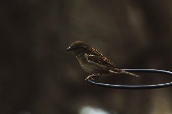 Free Photo of dark, bird, animal
