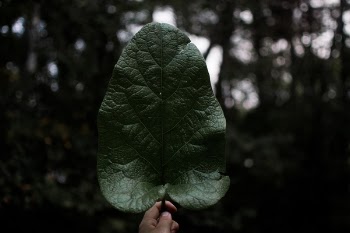 Free Photo of dark, green, leaf
