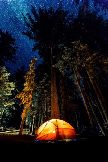 Free Photo of dark, night, trees