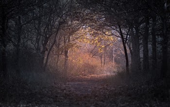Free Photo of dark, trees, plant