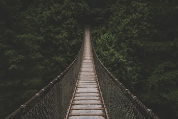 Free Photo of dark, trees, plant
