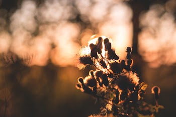 Free Photo of dawn, morning, sunshine
