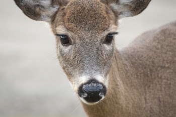 Free Photo of deer, animal, cute
