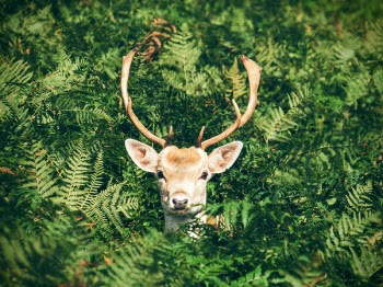 Free Photo of deer, animal, horn