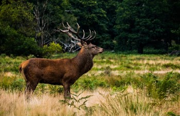 Free Photo of deer, animal, horn