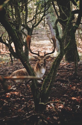 Free Photo of deer, animal, tree