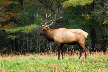 Free Photo of deer, animal, wildlife