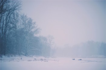 Free Photo of deer, animals, crossing