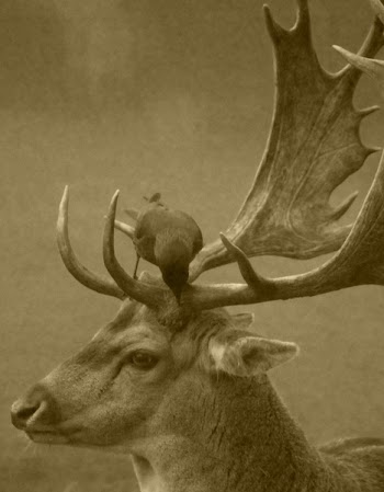 Free Photo of deer, antlers, crow