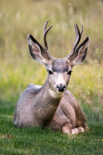 Free Photo of deer, horn, animal