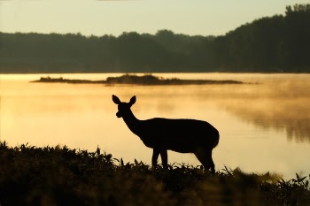 Free Photo of deer, silhouette, sunset