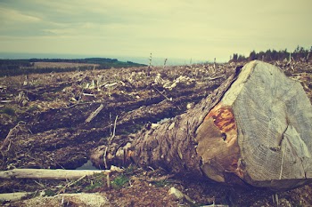Free Photo of deforestation, trees, logs