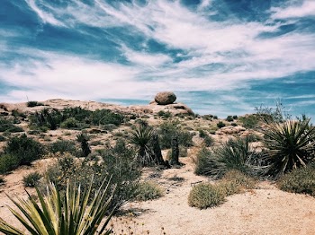 Free Photo of desert. grass. trees, sunny, daylight