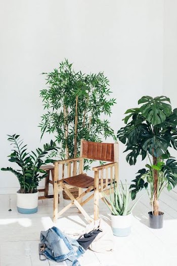 Free Photo of director, chair, plants