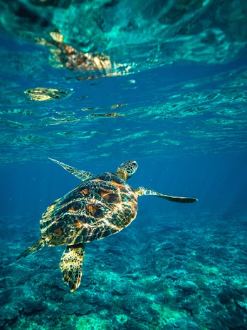 Free Photo of diving, snorkel, ocean