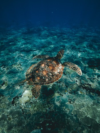 Free Photo of diving, snorkeling, turtle