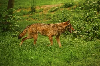Free Photo of dog, animal, german sheperd