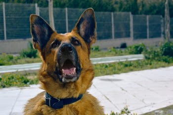 Free Photo of dog, animal, german sheperd