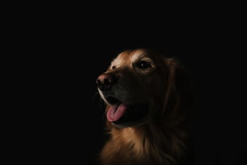 Free Photo of dog, animal, golden retriever