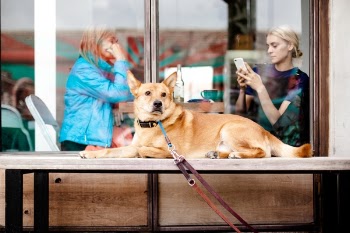 Free Photo of dog, animal, leash
