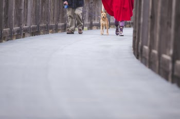 Free Photo of dog, animal, pet