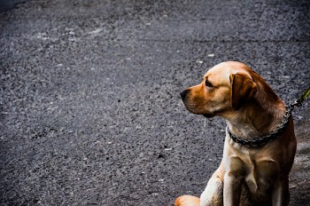 Free Photo of dog, animal, pet
