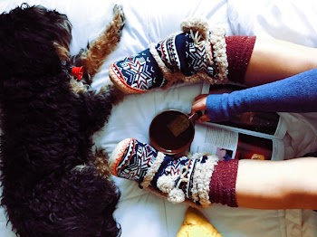 Free Photo of dog, animal, pet