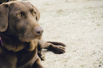 Free Photo of dog, animal, pet