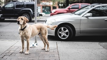 Free Photo of dog, animal, pet