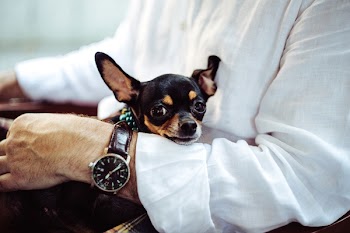 Free Photo of dog, animals, guy