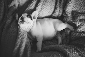 Free Photo of dog, animals, sleeping