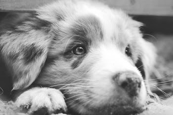 Free Photo of dog, Australian Shepherd, aussie