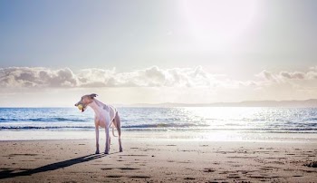 Free Photo of dog, beach, ball