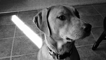 Free Photo of Dog, Black and White, Canine